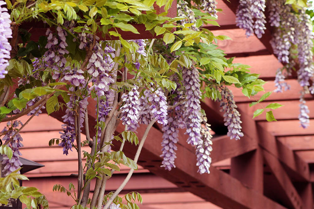 Begrünte Pergola