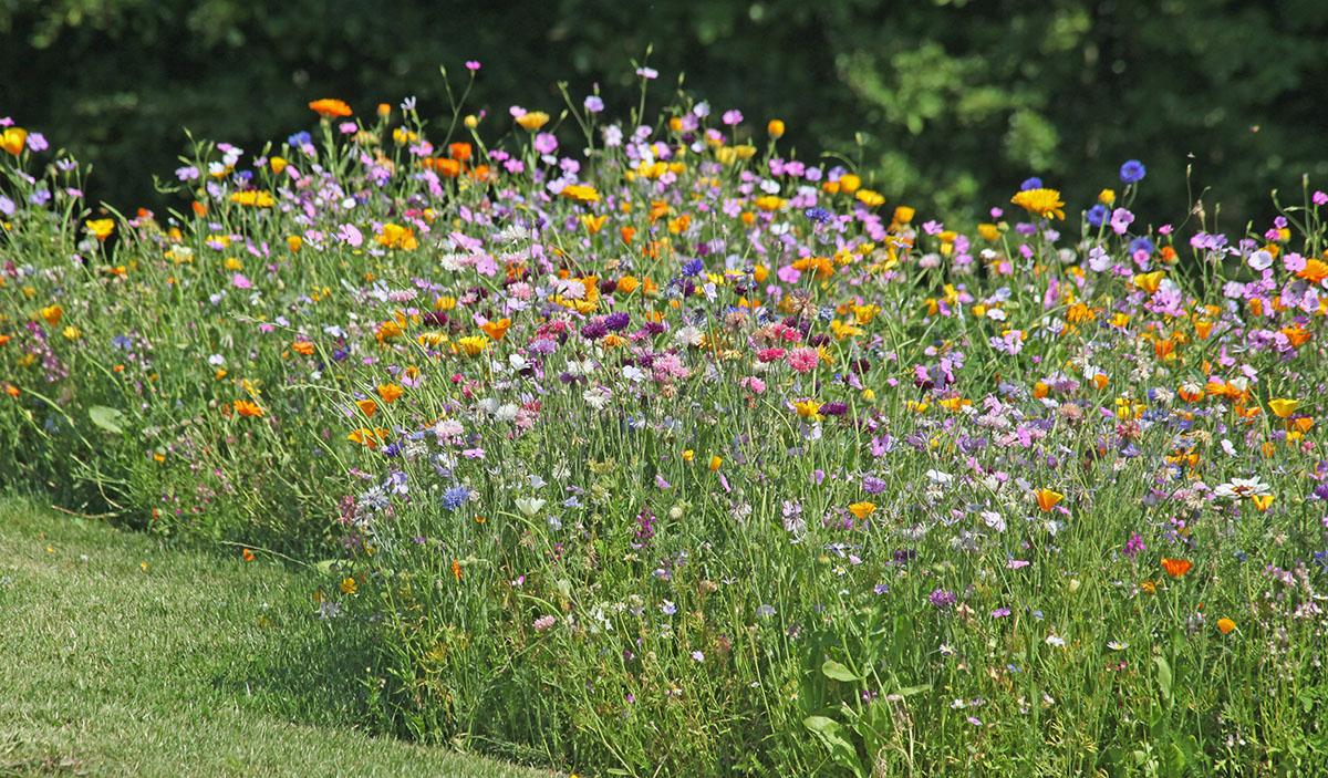 Blühendes Stück Wiese