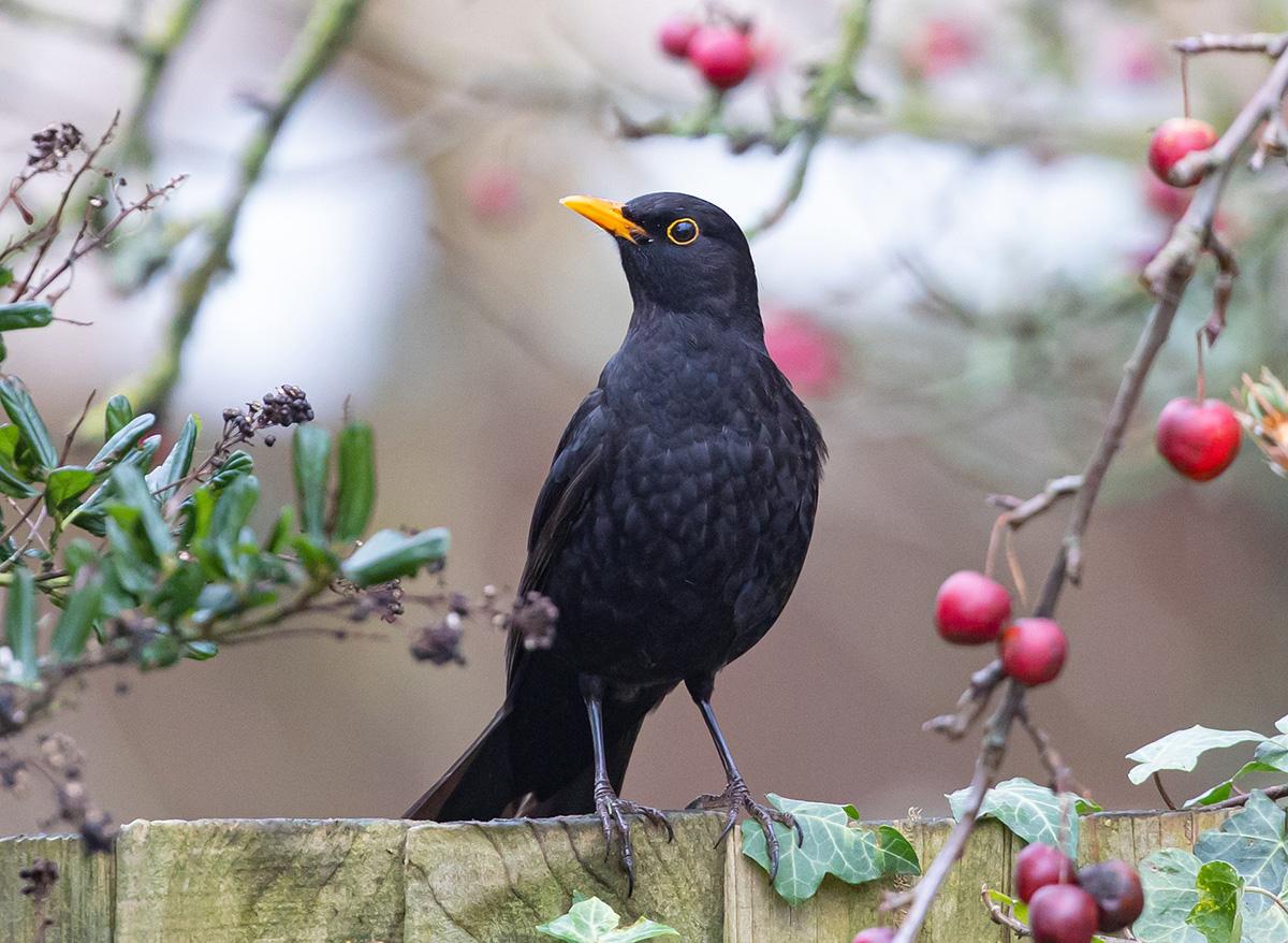 Amsel auf Zaun