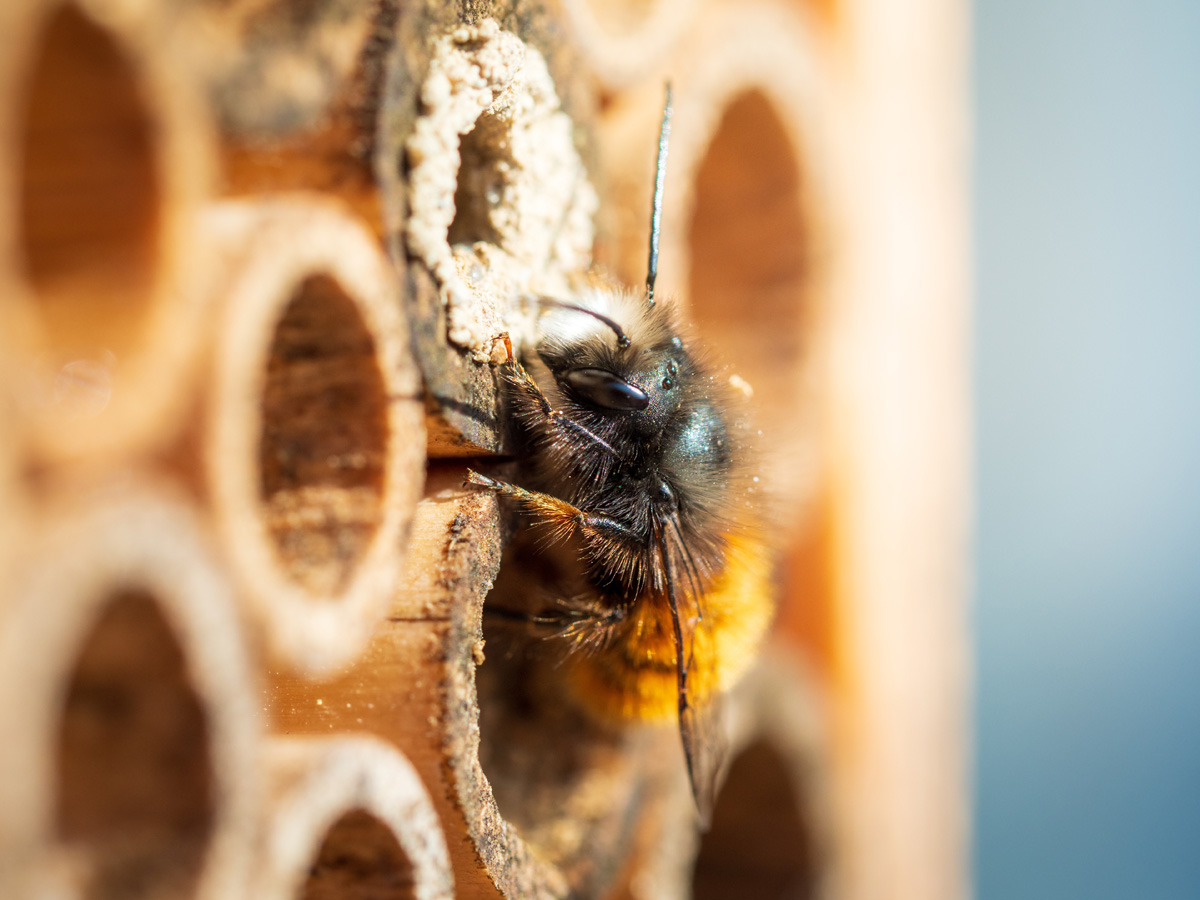 Biene sitzt auf EIngang von Insektenhotel