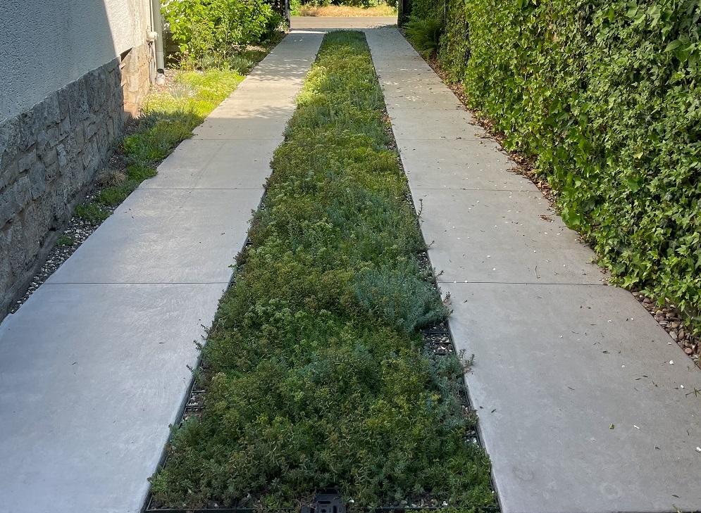 gepflasterte Auffahrt mit Sedumvegetation zwischen den Fahrspuren