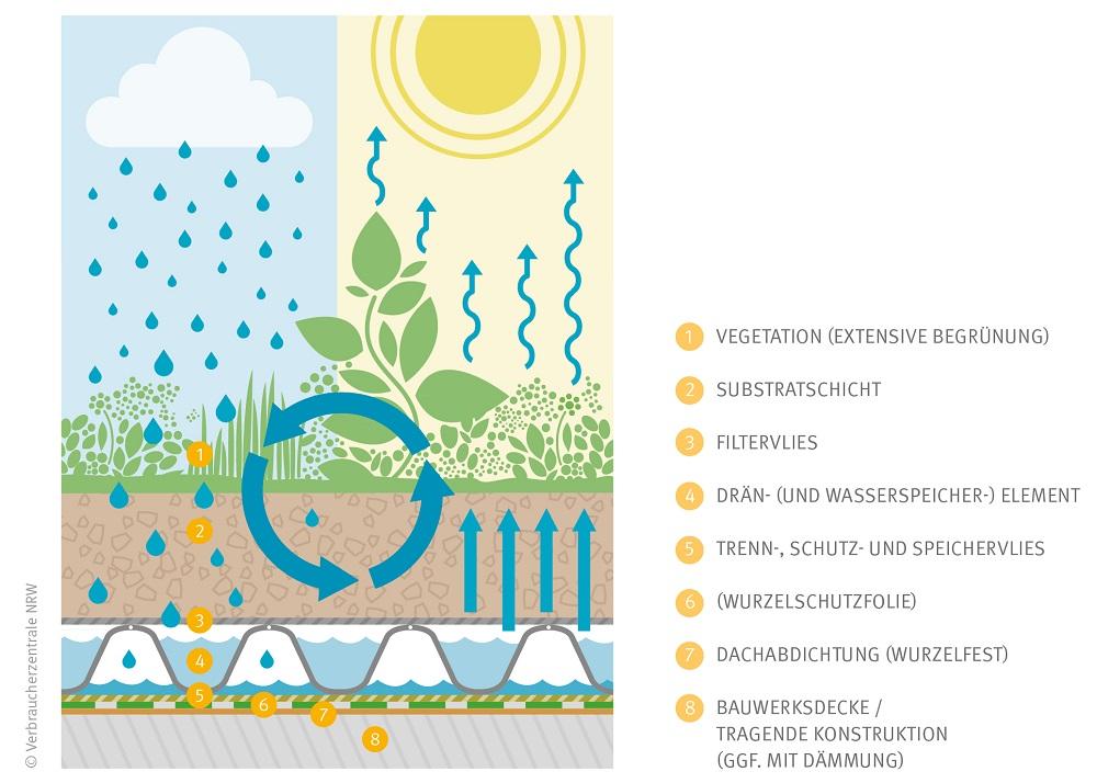 Schematische Darstellung mehrschichtige Dachbegrünung