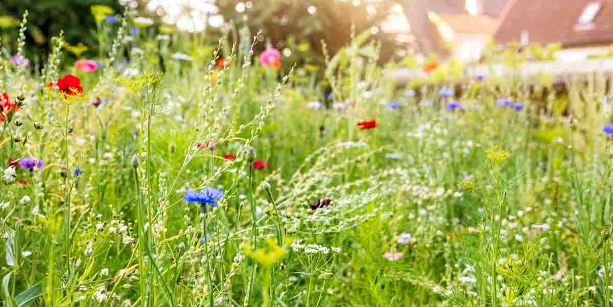 Wildblumenwiese