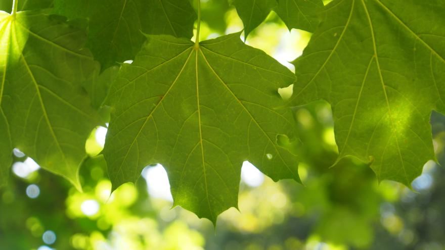 Ahornblätter im Sonnenschein