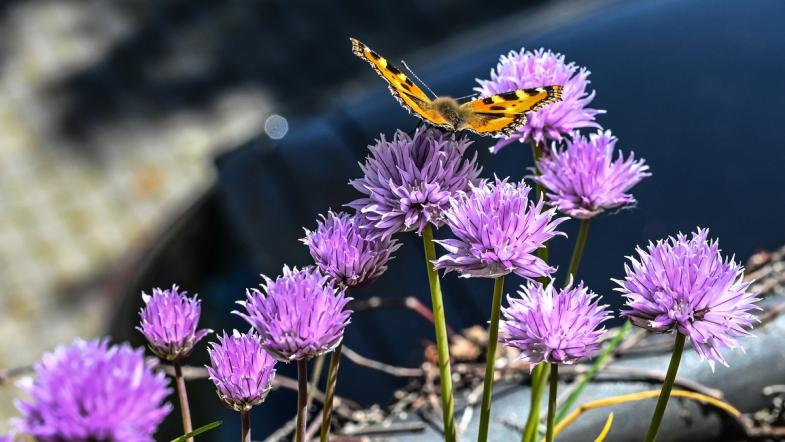 Schnittlauch (Allium schoenoprasum)